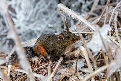 前Wargaming总监现已加盟SIE 担任即时服务领导